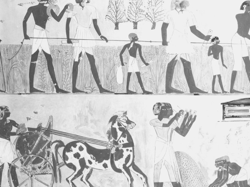 Horses in Ancient Egypt: How They Became Important
