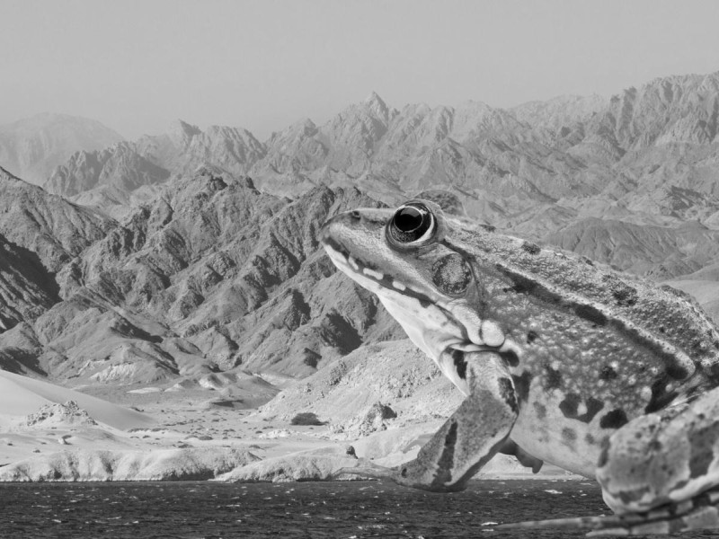 Heqet: The Frog Goddess of Fertility in Ancient Egypt